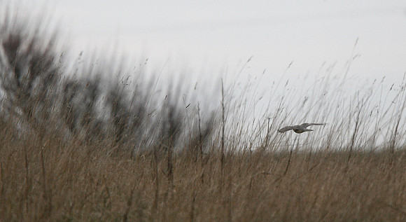 Sparrowhawk
