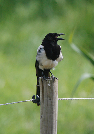 Magpie