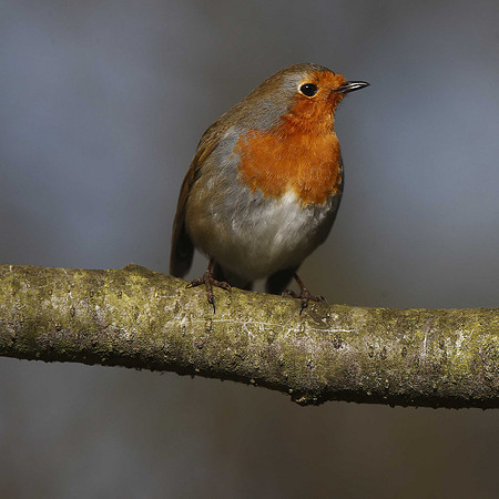 Robin