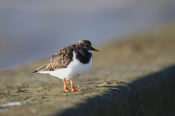 Turnstone