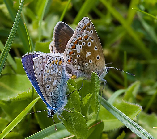 Common Blue