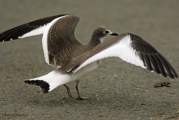 Sabine's Gull