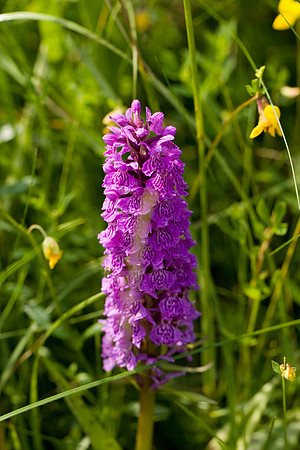 Common Spotted Orchid. High Hauxley