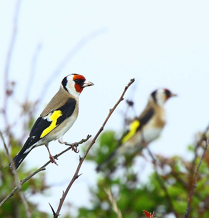 Goldfinches