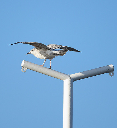 Herring Gull