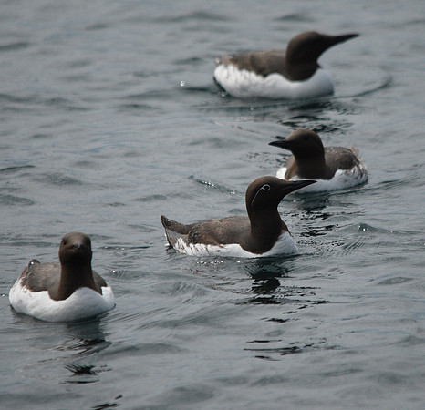 Guillemot