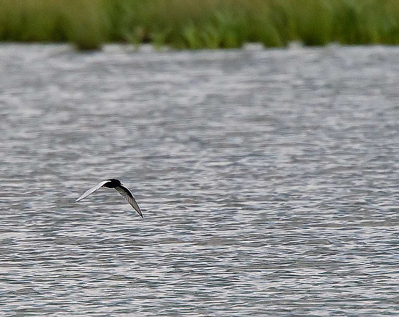 White-winged Black Tern