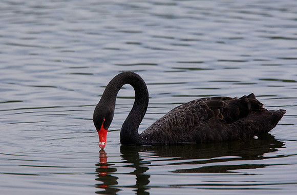 Black Swan
