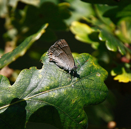 Purple Hairstreak