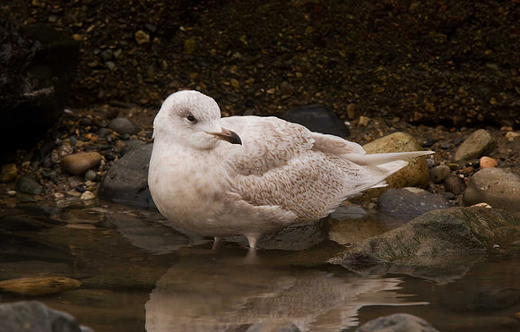 Iceland Gull