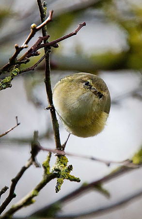 Chiffchaff