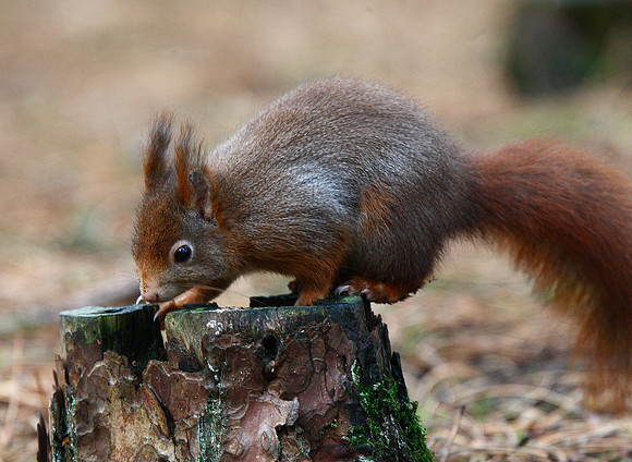 Red Squirrel
