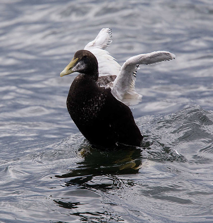 Eider