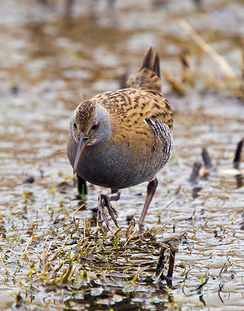 Water Rail