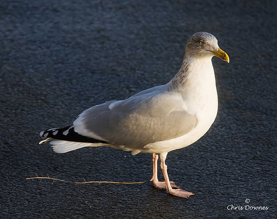 Herring Gull