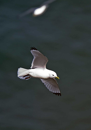 Kittiwake