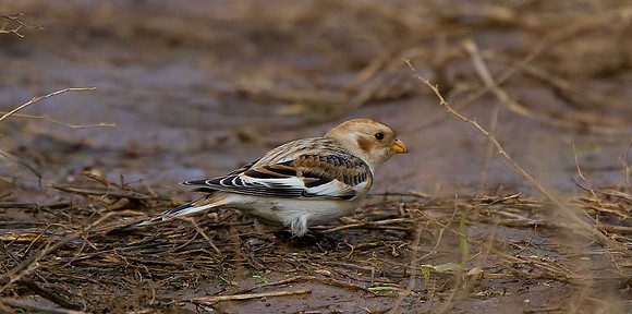 Snow Bunting