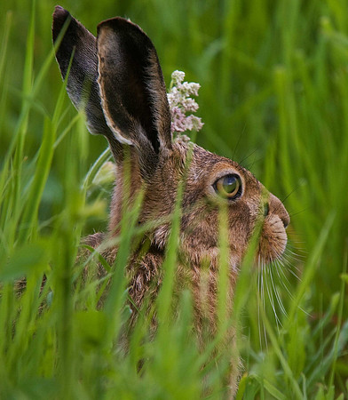 Hare