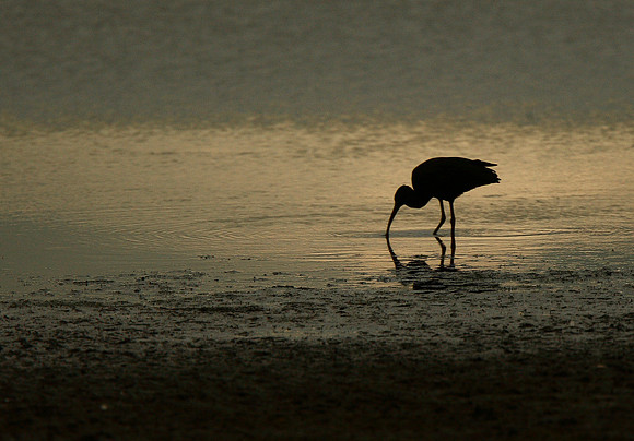 Glossy Ibis