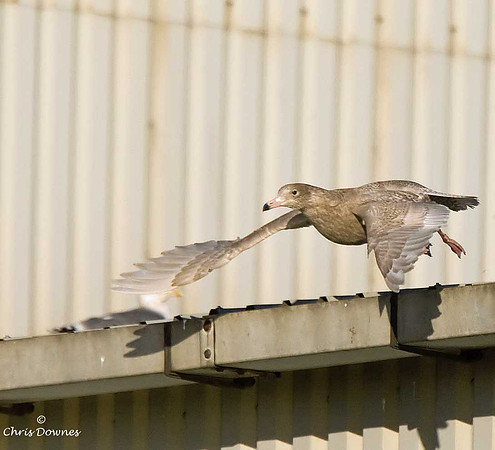 Glaucous Gull