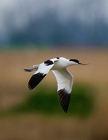 Avocet