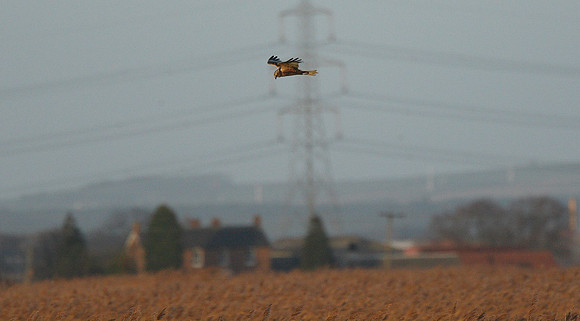 Marsh Harrier