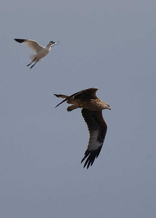 Red Kite
