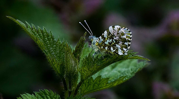 Orange-tip