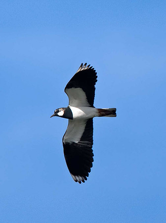 Lapwing