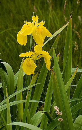 Flag Iris. Unst