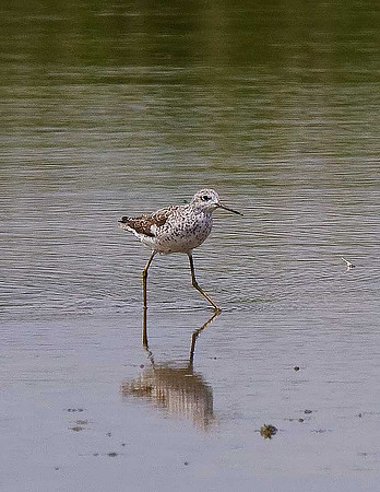 Marsh Sandpiper