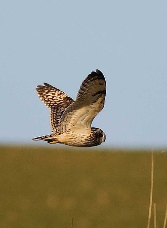 Short-eared Owl