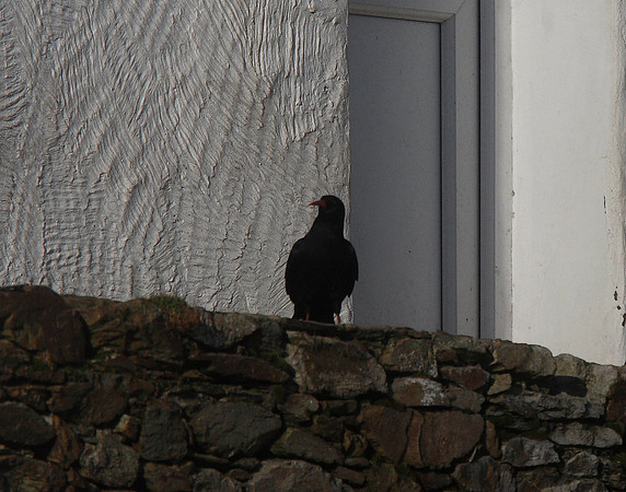 Chough