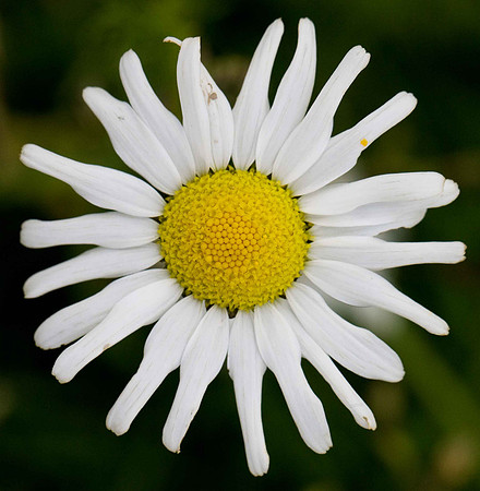 Oxeye Daisy Leucanthemum vulgare. Unst