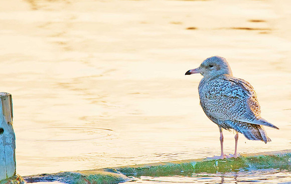 Glaucous Gull