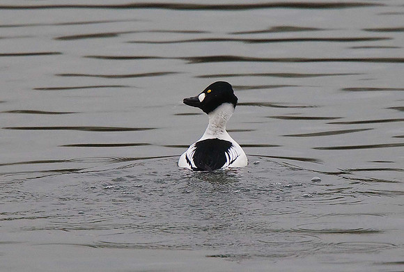 Goldeneye