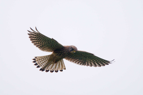 Kestrel