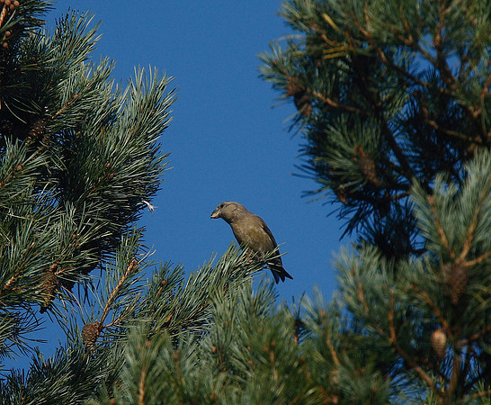 Parrot Crossbill
