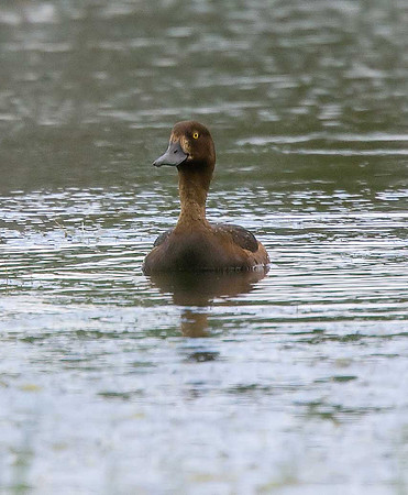 Tufted Duck