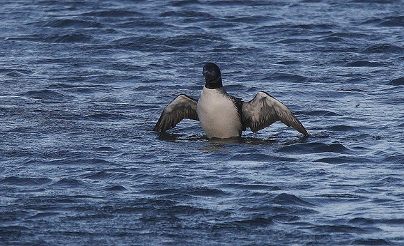 Great Northern Diver