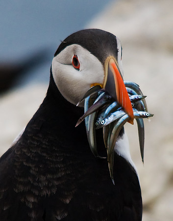 Puffin