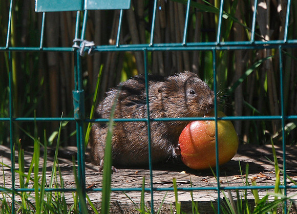 Water Vole