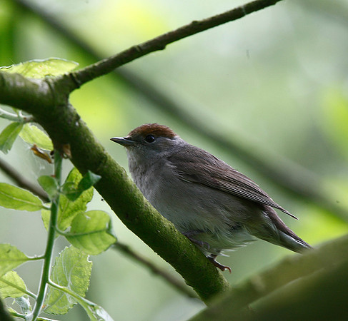 Blackcap
