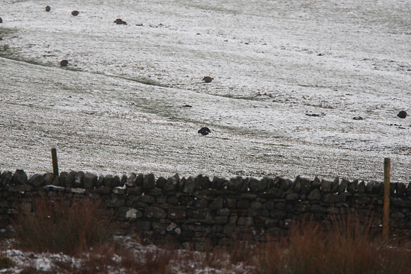 Black Grouse