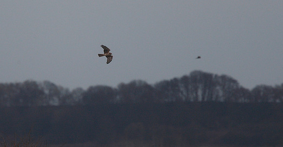 Hen Harrier