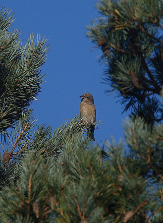 Parrot Crossbill