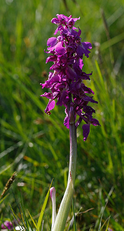 Early Purple Orchid