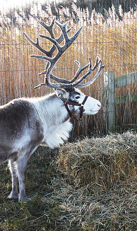 Reindeer