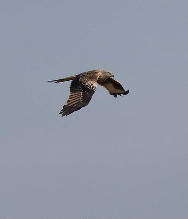 Red Kite