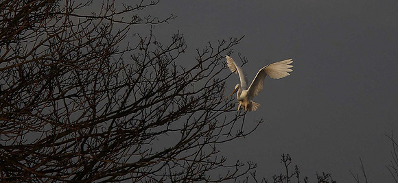 Great White Egret